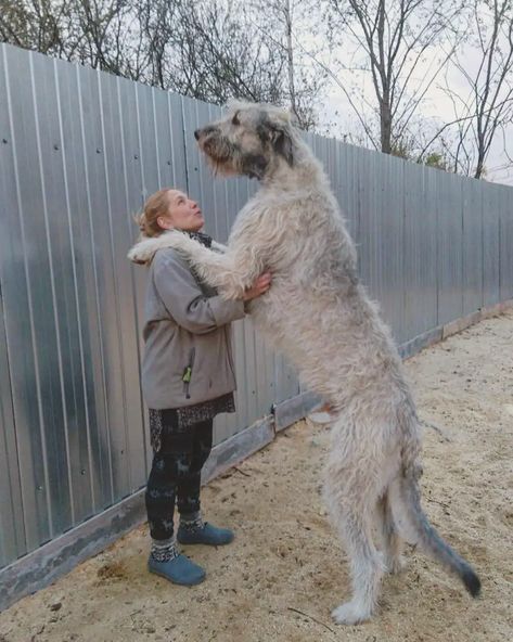 14 Things You Need to Know Before Purchasing an Irish Wolfhound - The Paws Irish Dog Breeds, Wolfhound Puppies, Irish Wolfhound Puppies, Irish Wolfhound Dogs, Wolfhound Dog, St Bernard Puppy, Irish Wolfhound, Pretty Dogs, Types Of Dogs