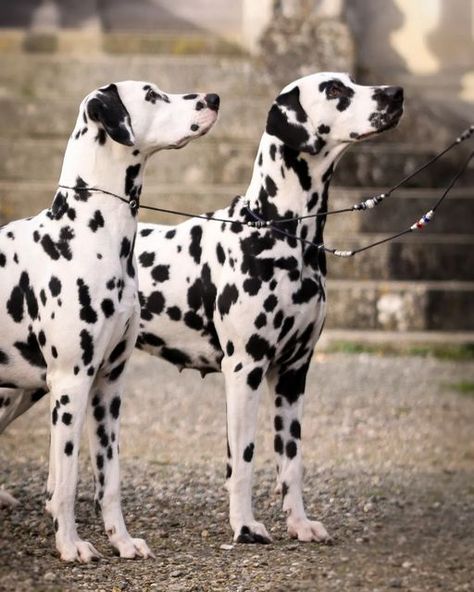 Dog Pic, Scary Dogs, Dalmatian Puppy, Cute Dog Photos, Mental Stimulation, Dalmatian Dogs, Animals Friendship, Types Of Dogs