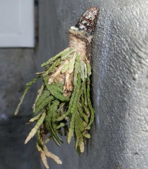 Bagworm Moth Bagworm Moth Caterpillar, Insect Architecture, Bagworm Moth, Bag Worms, Amazing Insects, Cool Insects, Types Of Insects, Moth Caterpillar, Cool Bugs