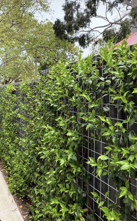 Narrow Garden Bed Along Fence, Garden Bed Along Fence, Narrow Garden Bed, Narrow Backyard, Narrow Backyard Ideas, Green Wall Garden, Narrow Garden, Fence Screening, Wall Garden