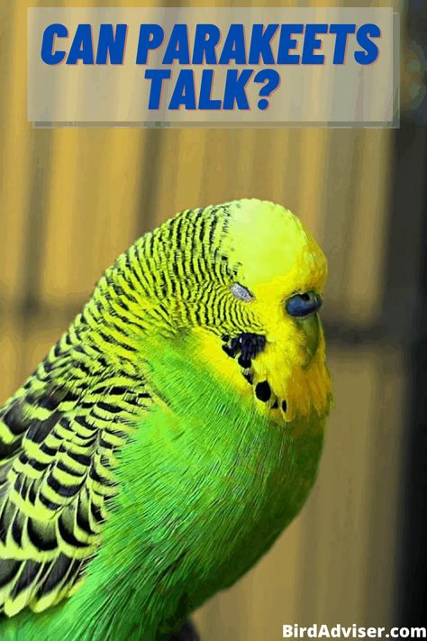 Parakeet Talking, Budgie Parakeet, Training Kit, Parakeets, Pet Birds, Parrot, Birds, Wonder, Train