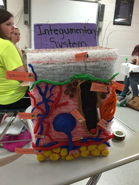 Integumentary System visual project done in health class!                                                                                                                                                                                 More Integumentary System Project, Health Science Classroom, Highschool Classroom, Human Systems, Skin System, Nurse Skills, Human Body Science, Skin Anatomy, Science Models