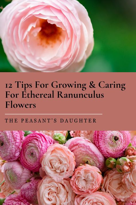 Discover the secrets to growing vibrant, beautiful ranunculus flowers with these 12 expert tips! From selecting healthy corms and soaking them before planting, to ensuring well-drained soil and proper watering, you'll learn everything you need to know. Find out how to support tall plants, fertilize for abundant blooms, and control pests and diseases. These tips will help you enjoy a stunning garden filled with colorful ranunculus. Raniculas Ranunculus, How To Grow Ranunculus, Renuculas Flower, Ranunculus Aesthetic, Growing Ranunculus, Garden Techniques, Ranunculus Garden, Persian Buttercup, Cottage Landscape