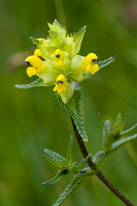 Yellow Rattle Yellow Rattle, Nature And Environment, Environment Conservation, British Wild Flowers, British Wildlife, Wildlife Nature, Flower Beauty, Red Poppies, Wildlife Photography