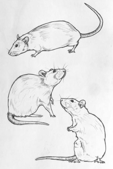 Rattus Rattus, Maus Illustration, Rat Tattoo, Tier Tattoo, Tattoo Animal, Mouse Illustration, Mouse Drawing, Cute Rats, Tattoo Sleeve Designs