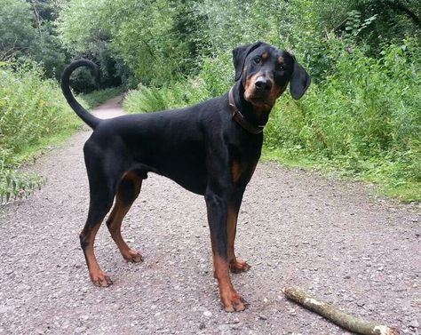 You lookin' at me? Doberman Service Dog, Natural Doberman, Two Dobermans, Doberman Pinscher Service Dog, Doberman Pinscher Ears Down, Red Doberman Pinscher Natural Ears, Guard Dog Breeds, Doberman Love, Doberman Pinscher Dog