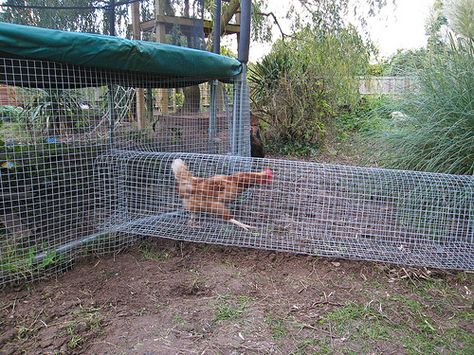 Chicken Run!looks like its off ground I'd want them to be able to scratch but a bottom isn't a bad idea for prediters Chicken Run Ideas, Chicken Tunnel, Chicken Tunnels, Chicken Pen, Chicken Coop Run, Chicken Life, Chicken Run, Raising Backyard Chickens, Chicken Coop Plans