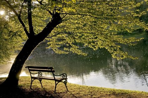 Japanese Trees, Peaceful Reading, Trees Photos, Orange Groves, Large Backyard Landscaping, Paper Boats, Nice Travel, Forest Photos, Leaf Images