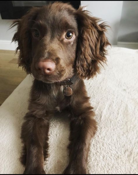 Brown Working Cocker Spaniel, Chocolate Brown Cocker Spaniel, English Cocker Spaniel Brown, Cokers Spaniel, Brown Cocker Spaniel Puppy, Brown Spaniel, Chocolate Dogs, Brown Cocker Spaniel, Chocolate Cocker Spaniel