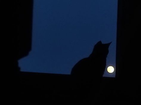 cat looking out a window at night Black Cat At Night, Cat Looking Out Window, Adrian Lyles, Window At Night, Night Window, Cat Phone Wallpaper, Cat Night, Moon Man, Cat Dark