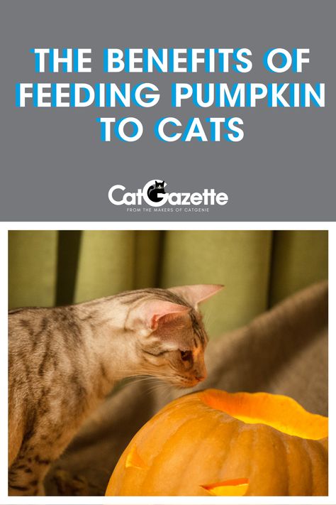 Pumpkin Cat Treats Homemade, Pumpkin Cat Treats, Pumpkin For Cats, Homemade Cat Treats Recipes, Pumpkin Benefits, Diy Cat Treats, Kitty Treats, Being Spoiled, Purebred Cats