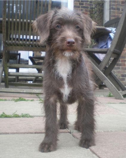 Jackapoo- jack russell terrier cross poodle (Ben)/ we have had these make great pets! Mix Dog Breeds, Mix Breed Dogs, Terrier Poodle Mix, Terrier Mix Breeds, Jack Russell Mix, Scruffy Dogs, Jack Russell Terriers, Dog Crossbreeds, Rottweiler Mix