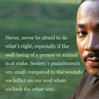 For the people let others bring someone down when you should speak up and LIFT THEM UP!!! dont follow the crowd, especially a crowd of mean girls. Robert Downey Jr., Vegan Quotes, We Are The World, Yoga Quotes, King Jr, Martin Luther King Jr, Vegan Life, Animal Welfare, Animal Rights