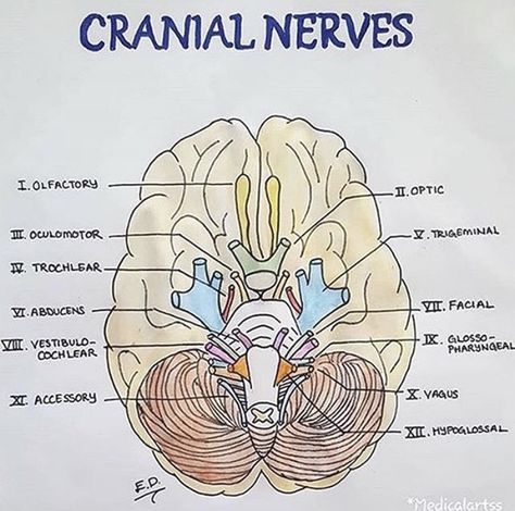 Cranial nerves Cranial Nerves Drawing, Aesthetic Doctor, Medical School Life, Cranial Nerves, Bullet Journal Notes, Human Body Anatomy, Nursing School Tips, Medical School Studying, Biology Notes