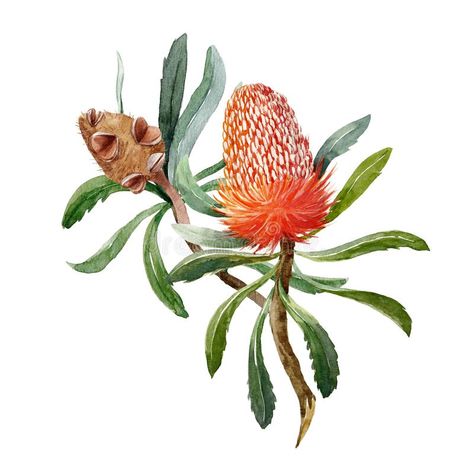 Watercolor banksia flower composition royalty free illustration Banksia Drawing, Banksia Flower, Botanical Art Drawing, Watercolor Paintings Nature, Australian Flowers, Watercolor Flowers Tutorial, Australian Native Flowers, Australian Native Plants, Flower Outline