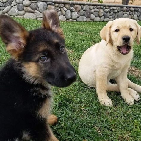 German Shepard And Golden Retriever Puppies, German Shepherd And Labrador, Golden Retriever German Shepherd Puppies, Buddie Aesthetic, German Shepherd And Golden Retriever, Golden Retriever And German Shepherd, Ships Dynamics, Baby Labrador, Unravel Me