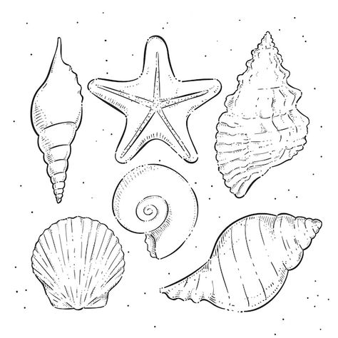 Seashell Template, Seashell Outline, Seashell Clipart, Template Cute, Outline Illustration, Rhinestone Art, Clipart Black And White, Psd Icon, Vector Hand