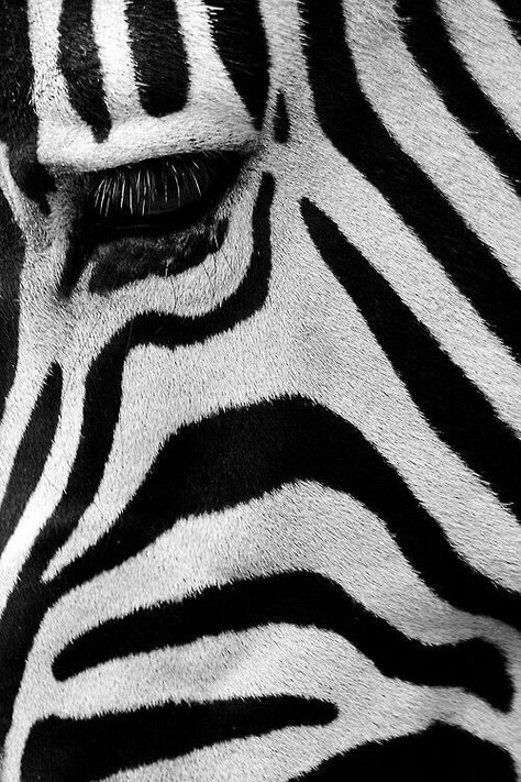 Animal Antlers, Organic Patterns, Affinity Photo, Foto Art, Black And White Stripes, African Animals, Patterns In Nature, Animal Planet, Op Art