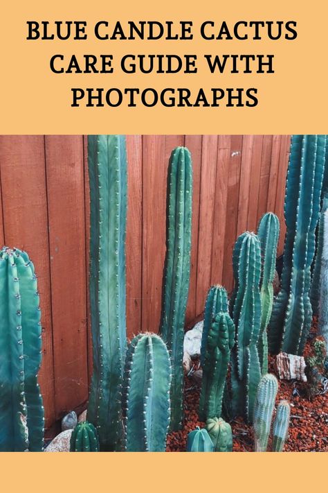 Unlock the secrets to nurturing your Blue Candle Cactus in this comprehensive care guide, accompanied by stunning photographs that capture the mesmerizing beauty of these unique succulents. From sunlight preferences to watering rituals, delve into the world of Blue Candle Cactus care and discover the key to fostering a thriving and vibrant desert gem. Click to read the full article and ensure your cactus flourishes, and don't forget to follow us for more insightful plant care ideas! Blue Candle Cactus, Unique Succulents, Myrtillocactus Geometrizans, Types Of Cactus, Blue Candle, Cactus Care, Blue Cactus, Cactus Types, My Plant