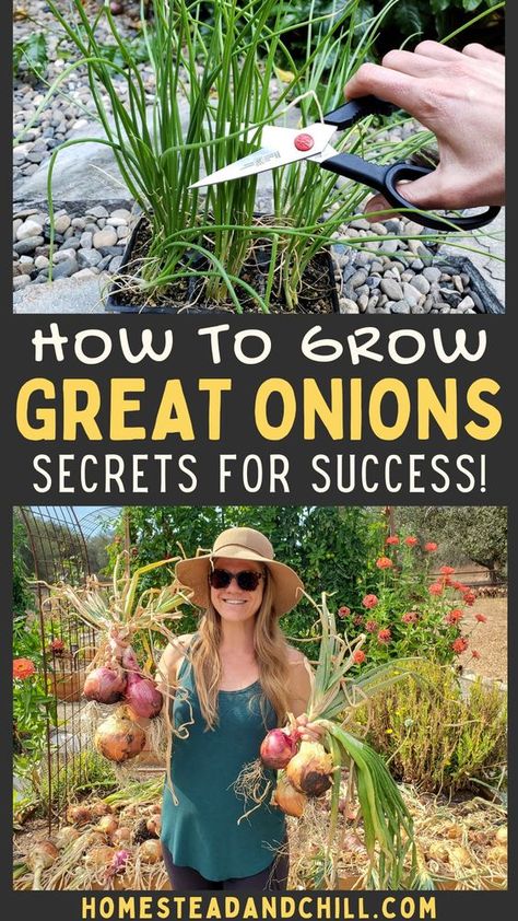 Onions are fun and easy to grow, once you know how! Come learn everything you need to know to grow onions, with tips from seed to harvest, choosing the best varieties for your location, curing or preserving onions and more. #growonions #gardentips #garden #onions Onion Growing Tips, Preserving Onions From The Garden, How To Plant Onions From Onions, Planting Onions From Onions, How To Grow Onions, Preserving Onions, Harvesting Onions, How To Plant Onions, When To Harvest Onions