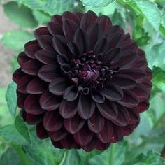 Black Dahlia Flower, Black Dalia, Dahlia Plant, Dalia Flower, Black Dahlia, Plant Wallpaper, Dahlia Flower, Early Fall, Flower Photos