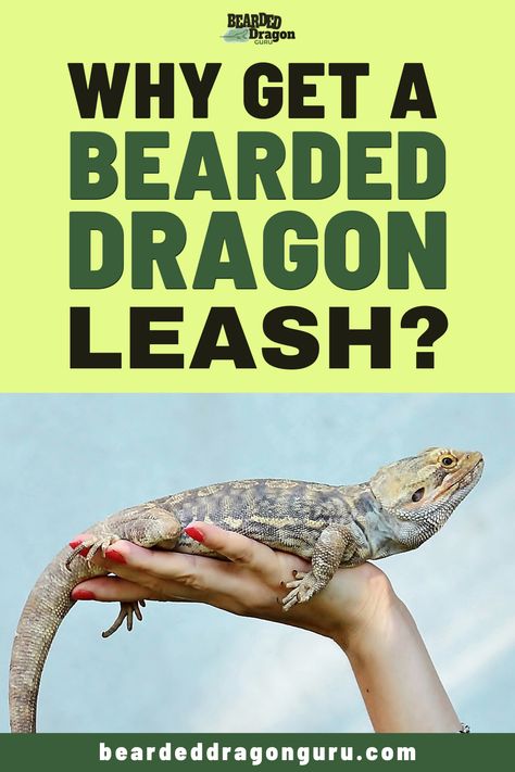 Bearded Dragon Leash, Bearded Dragon Substrate, Bearded Dragon Hammock, Bearded Dragon Harness, Animal Tips, Bearded Dragon Diy, Bearded Dragon Terrarium, Bearded Dragon Funny, Bearded Dragon Habitat