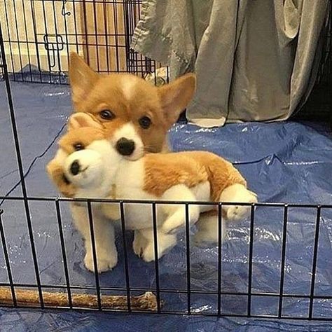 Corgi Puppy, Cute Corgi, Welsh Corgi, Cuteness Overload, Adorable Animals, Too Cute, Cute Stuff, Puppy Love, Cute Puppies