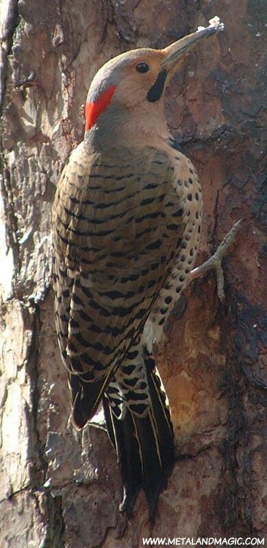 Northern Flicker woodpeckers are one of the most beautiful and widespread woodpeckers in North America. - photographer Ursula Vernon Arizona Birds, Black Swans, Suet Feeder, Northern Flicker, Birds And The Bees, Different Birds, Woodpeckers, Backyard Birds, Bird Pictures