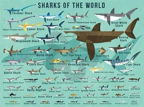 Why Are All Shark Species Important? | North Shore Shark Adventures Dusky Shark, Megamouth Shark, Silky Shark, Zebra Shark, Goblin Shark, Diver Art, Thresher Shark, Shark Facts, Nurse Shark