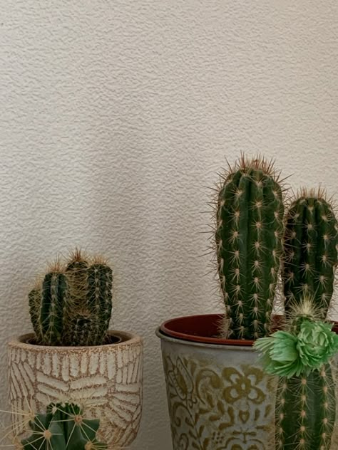 Cactus Aesthetic Vintage, Cactus Plants Aesthetic, Cacti Aesthetic, Plantmom Aesthetic, Mickey Aesthetic, Aesthetic Cactus, Cactus Aesthetic, Small Cactus Plants, Hearts Aesthetic