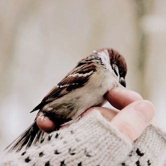 Nightingale Aesthetic Bird, Bird Watching Aesthetic, Starling Bird Aesthetic, Early Bird Aesthetic, Bird In Nature Aesthetic, Baby Sparrow, Digimon Adventure, Princess Aesthetic, Mystic Messenger