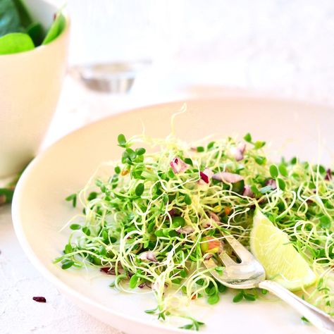 Clover salad with sprouts is an easy salad for your homegrown sprouts. Sprouts Health Benefits, Radicchio Salad, Sprout Salad, Alfalfa Sprouts, Sprouting Seeds, Lime Salt, Sprouts Salad, Light Salad, Red Clover