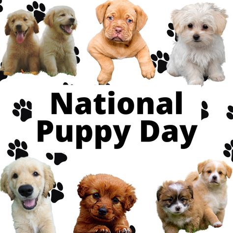 National Puppy Day, Puppy Day, Happy Puppy, A Pic, Dogs And Puppies, Teddy Bear, Puppies, Dogs, Animals