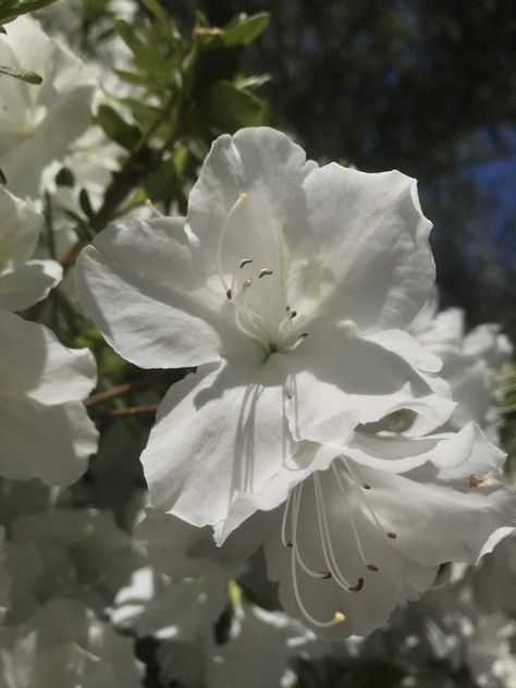 Azela Flowers, Azealia Flower, Azelea Aesthetic Flower, Azaleas White, White Azaleas Aesthetic, Azalea Aesthetic, White Azaleas, Azalea Plant, Azalea Aesthetic Flower