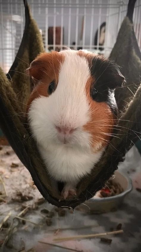 Cute Ginny Pigs, Ginnie Pigs, Guenia Pigs, Pig Pics, Guinea Pigs Funny, Guinea Pig Accessories, Baby Guinea Pigs, Pet Guinea Pigs, Cute Guinea Pigs