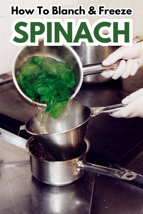 Step-by-step instructions on how to blanch and freeze spinach to preserve freshness, including tips for freezing vegetables and using spinach in future meals. Freeze Spinach How To, How To Freeze Fresh Spinach, Freezing Spinach, How To Store Spinach, Freeze Spinach, Freeze Vegetables, Cook Fresh Spinach, Fresh Recipes, Frozen Spinach