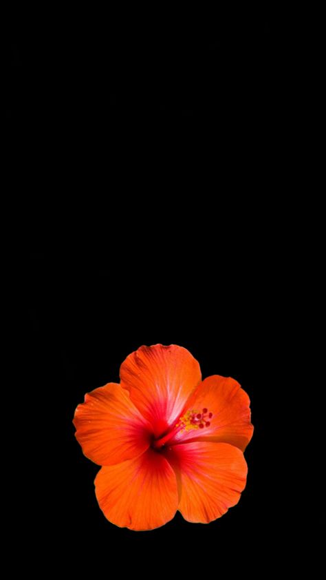 Flower Lockscreen, Black Flowers Wallpaper, Flowers Black Background, Orange Hibiscus, Blue Hibiscus, Wallpaper Flower, Matching Wallpaper, Hawaiian Flowers, Hibiscus Flower