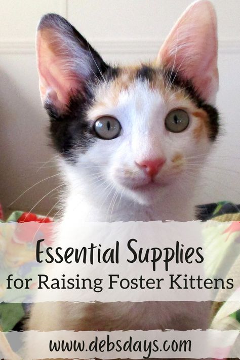 Deb's Days: Raising Foster Kitten Essential Supplies Fostering Kittens Setup, Foster Cat Room Ideas, Foster Kitten Room Ideas, Kitten Foster Room, Cat Foster Room, Kitten Room Set Up, Foster Kittens Setup, Foster Kitten Room, Kitten Fostering