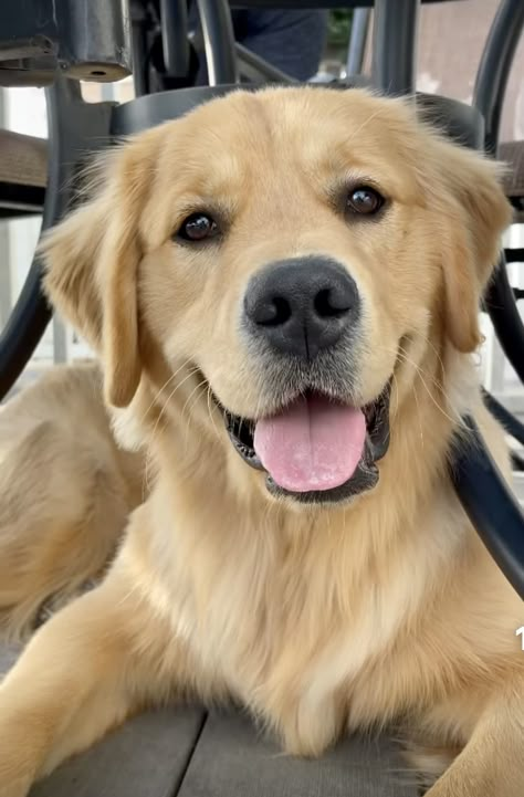 Big Golden Retriever, Golden Retriever Baby, Dog Tumblr, Golden Puppies, Golden Retriever Funny, Dream Dog, Gut Feeling, Retriever Puppy, Dogs Golden Retriever