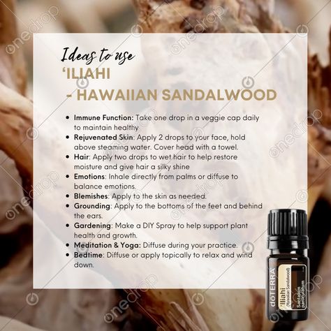 Doterra Blends, Doterra Wellness Advocate, Sandalwood Essential Oil, Diy Sprays, Social Media Feed, Mind Body Connection, Wood Oil, Plant Health, Follow Button