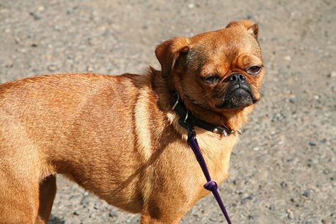 Coco Is A Pug Chihuahua Mix Pug Mixed Breeds, Cute Dog Mixes, Chihuahua Mix Puppies, Pitbull Mix Puppies, Mastiff Mix, Dog Crossbreeds, Poodle Toy, Pug Mix, Rare Dog Breeds