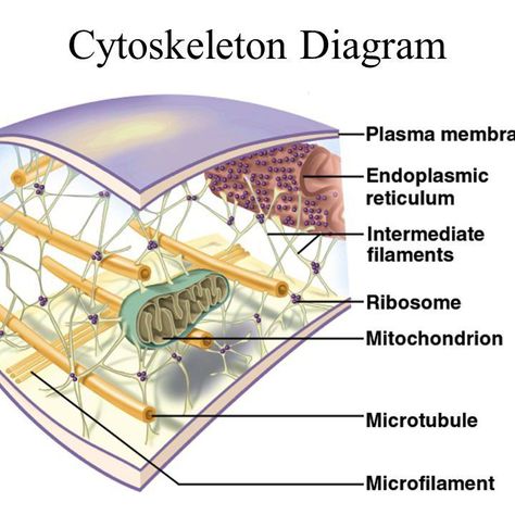 Cell Biology Notes, Biochemistry Notes, Biology College, Biology Major, Biology Classroom, Basic Anatomy And Physiology, Research Poster, Biology Facts, Biology Lessons