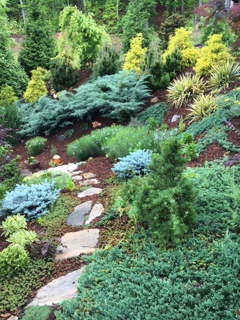 This steep hillside is Nancy's front yard. She used evergreens to set the bones of the garden and add winter color.  The 'Grey Owl' juniper was the first to go in and then the gold mops, thunderhead pine, dwarf blue spruce, yuccas, and ground hugging 'Wiltonii' juniper, which turns a purplish color in winter. Seen from the house, this bank is spectacular not only in winter, but all year long. Thunderhead Pine, Landscaping Berm, Conifer Landscaping, Landscape Berms, Conifer Garden, Hillside Landscape, Hillside Garden, Grey Owl, Formal Garden