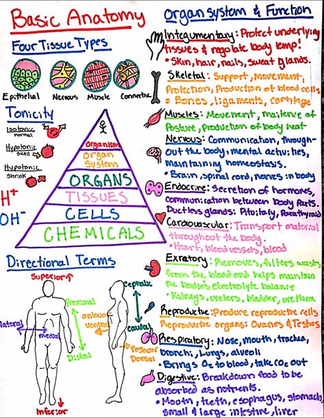 Human Anatomy Cheat Sheet, Nursing Teas Exam, Teas Science Notes, Teas Test Cheat Sheet Science, Practical Nursing Student Tips, Paramedic Science Notes, Emt Basic Study Cheat Sheets, Anatomy And Physiology Study Tips Cheat Sheets, College Anatomy And Physiology Notes