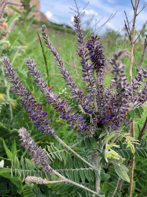 Wisconsin Wildflower | Leadplant | Amorpha canescens Wisconsin Wildflowers, Small Purple Flowers, Prairie Garden, Uw Madison, Wisconsin State, Madison Wisconsin, Native Plants, Backyard Landscaping, Purple Flowers