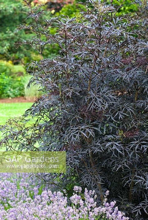 Sambucus Black Lace, Tree Garden Ideas, Sambucus Nigra Black Lace, Black Lace Elderberry, Elderberry Tree, Blossom House, Black Elderberry, Sambucus Nigra, Useful Plants