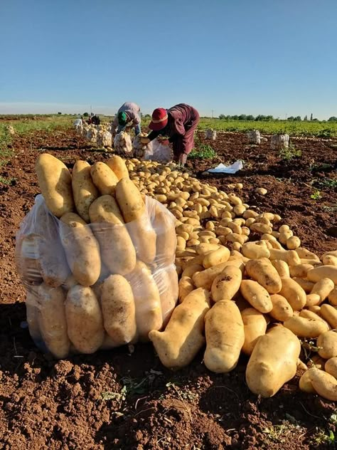 Potato Farming, Farming Aesthetic, Agriculture Pictures, Farm Life Aesthetic, Poultry Business, Agriculture Photos, Amazing Food Platters, Vegetable Pictures, Farm Work