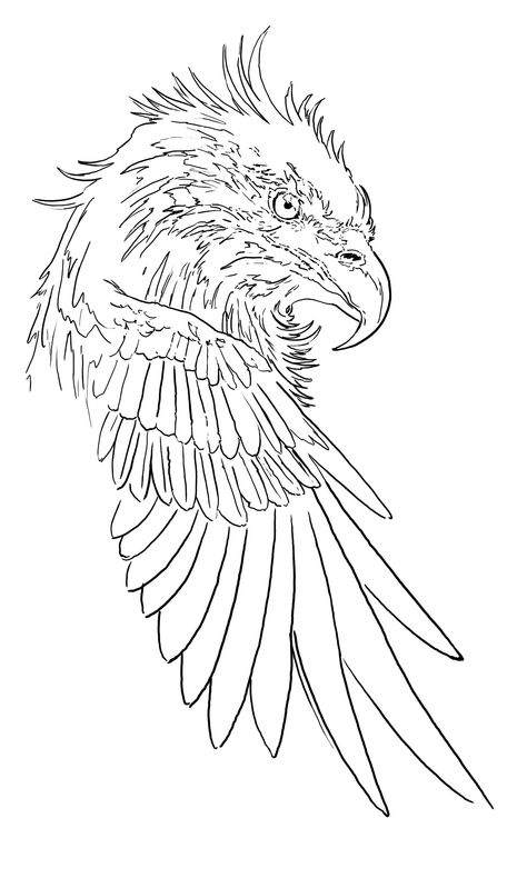 Eagle Tattoo Stencil, Dragon Tattoo Outline, Hat Burning, Half Sleeve Tattoos Drawings, Eagle Drawing, Men Tattoo, Mens Shoulder Tattoo, Scroll Saw Patterns Free, Chicano Art Tattoos