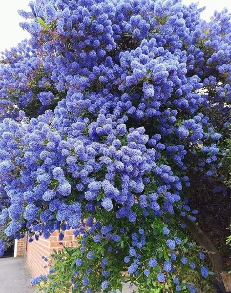 Ceanothus Tree, Dream Backyard Garden, Evergreen Bush, Front Yard Garden Design, Front Yard Garden, Backyard Garden Design, Garden Trees, Modern Landscaping, Dream Garden