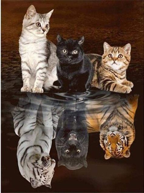 Quebra-cabeça de 1000 peças pra adultos. Cat Reflection, Regnul Animal, Kitten Images, Baby Animals Pictures, Cute Cat Wallpaper, Kraf Diy, Cute Animals Images, Cute Wild Animals, Cute Animal Photos